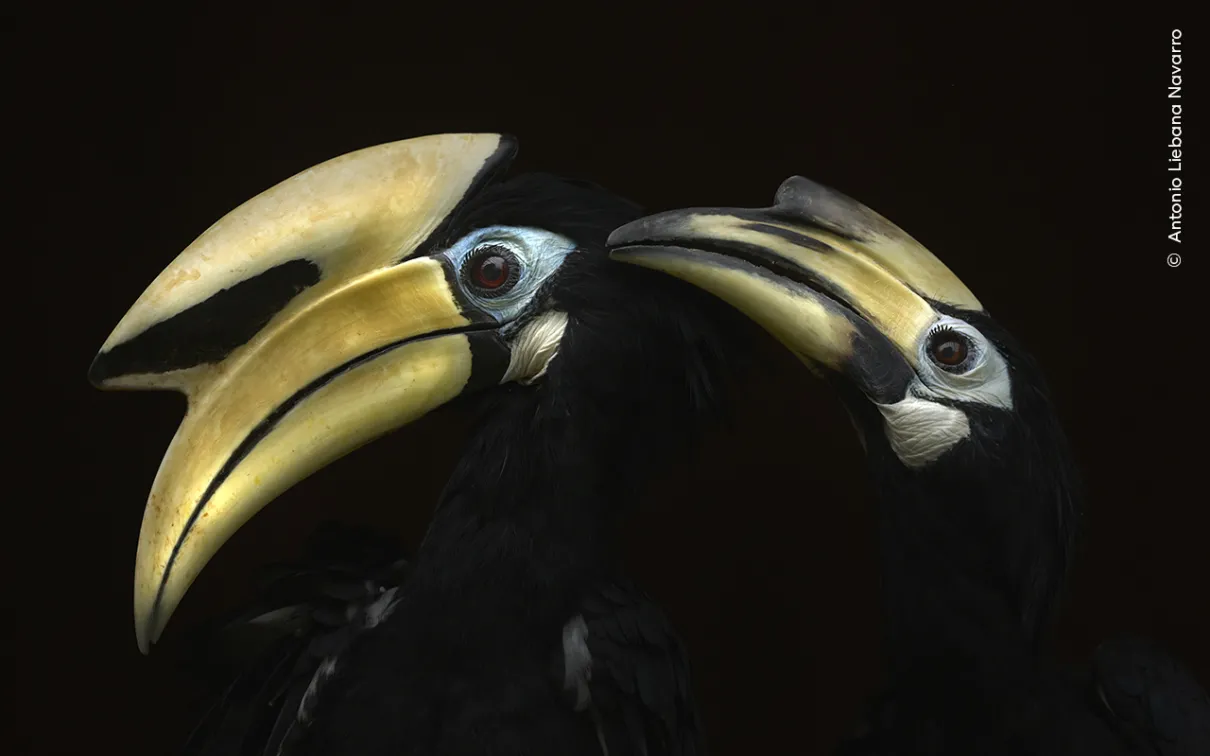Wildlife Photographer of the Year 2024 | Royal Ontario Museum